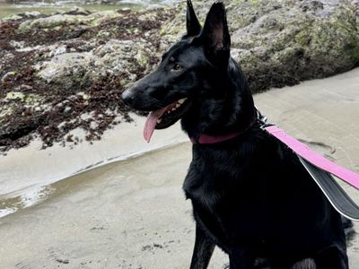Marceline - 3yr Old German Shepherd