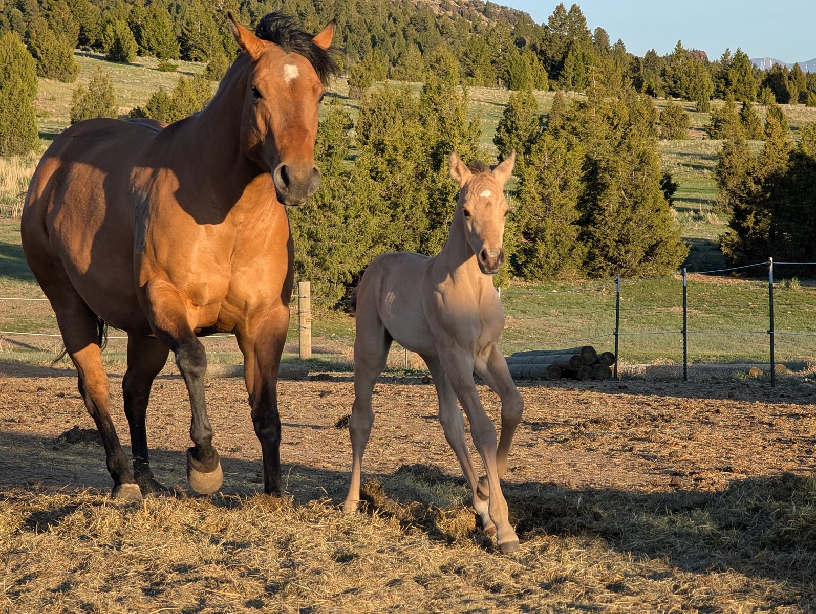 Dunskin Stud AQHA weanling