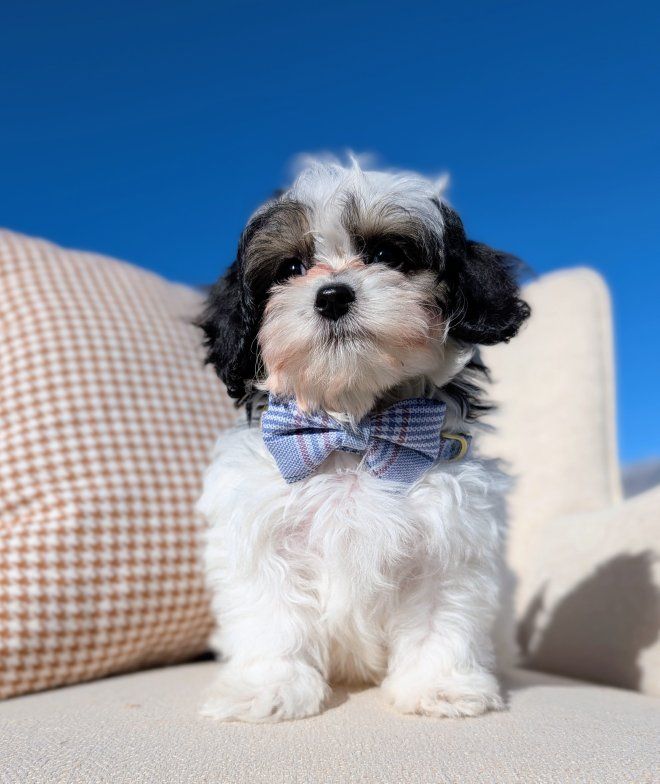 Rolly-polly Toy Labradoodle Boy, 6-10lbs fullgrown