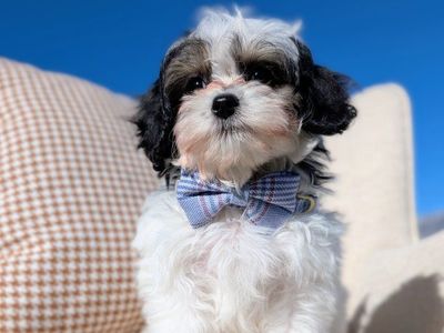 Rolly-polly Toy Labradoodle Boy, 6-10lbs fullgrown