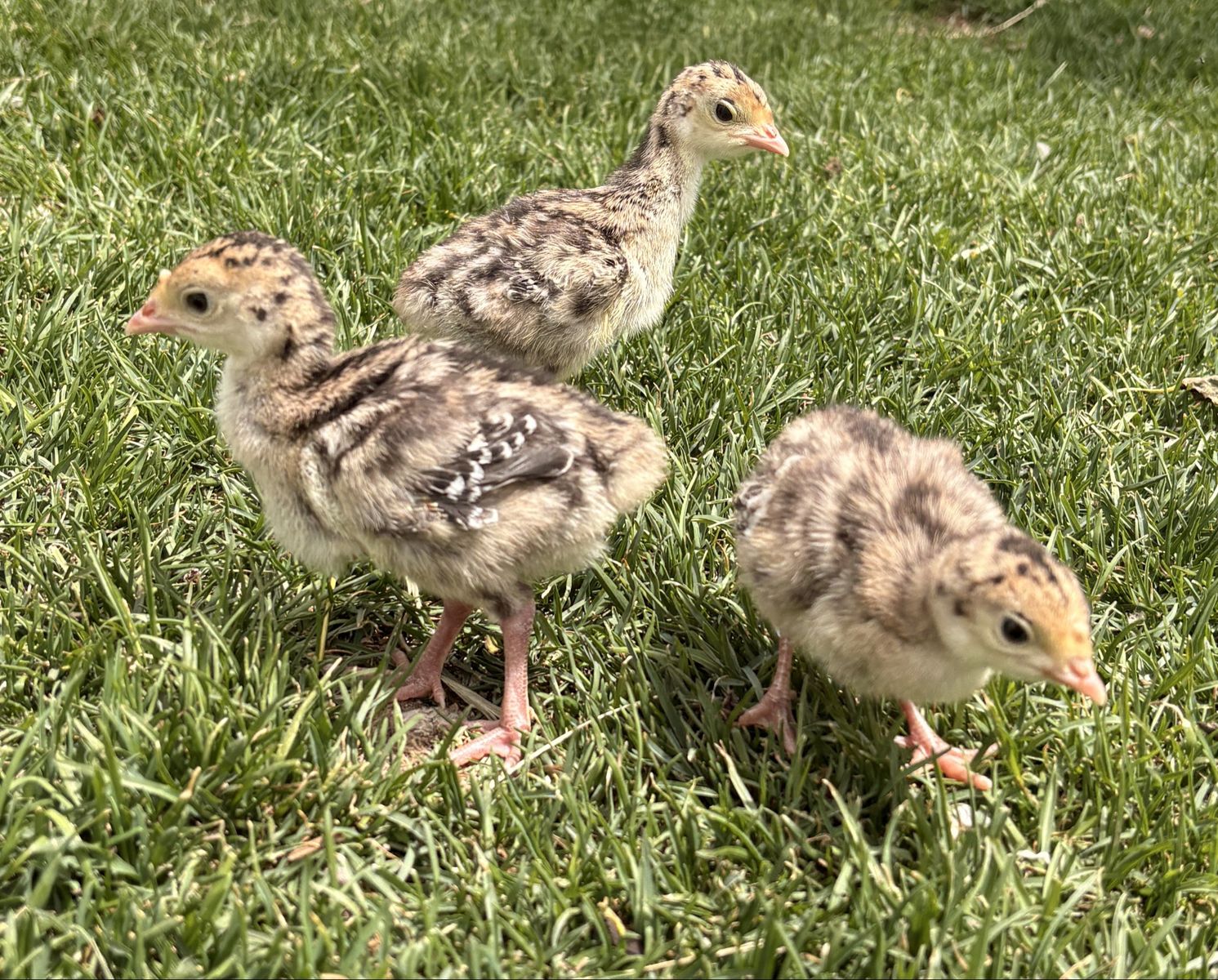 Narragansett Baby Turkey Chicks/poults!