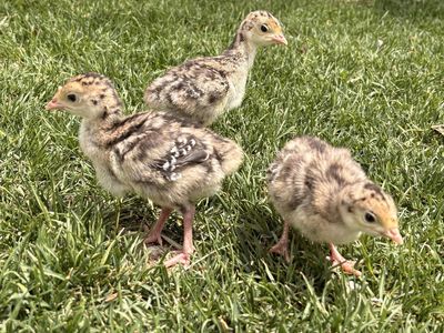 Narragansett Baby Turkey Chicks/poults!