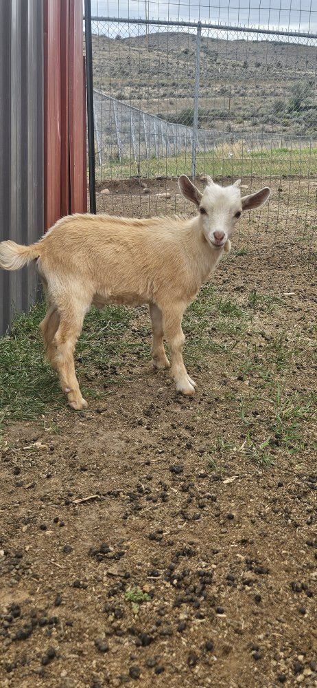 Nigerian Dwarf Goats Kids Available $50.
