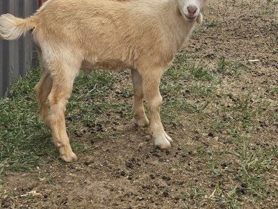 Nigerian Dwarf Goats Kids Available $50.