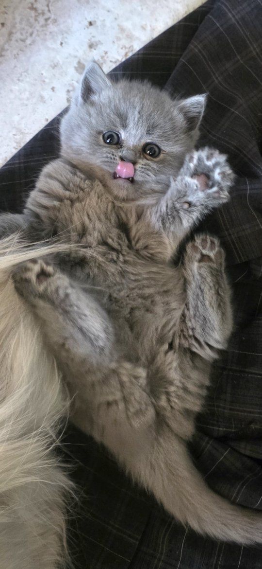 scottish straight female kittens