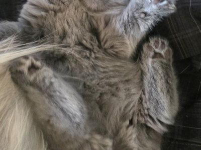 scottish straight female kittens