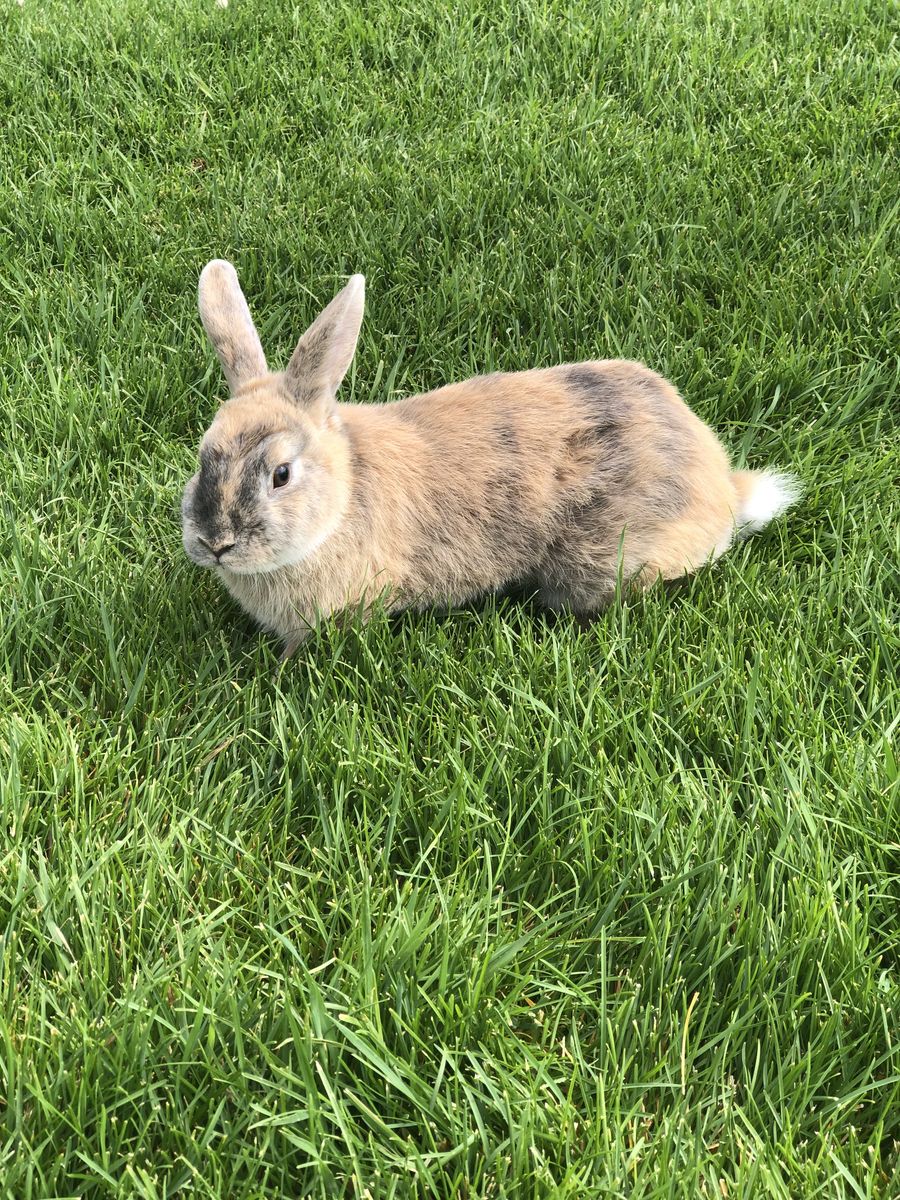 Mini Rex Mix