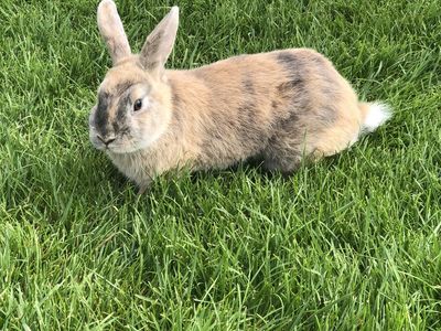 Mini Rex Mix