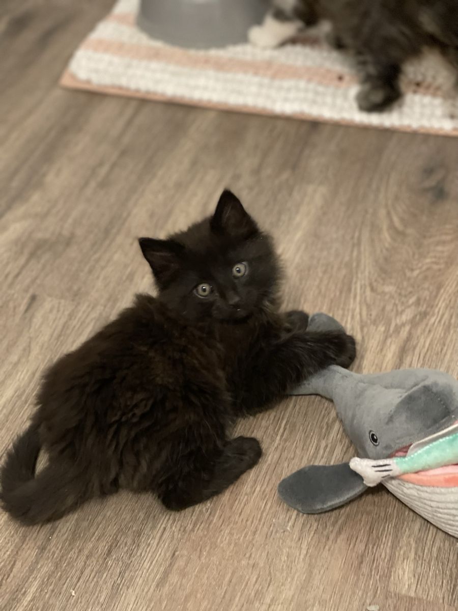 Mainecoon ragdoll mixed kittens