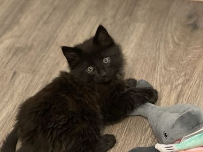 Mainecoon ragdoll mixed kittens
