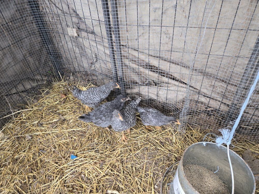 Barnyard mix pullets