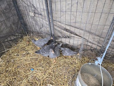 Barnyard mix pullets