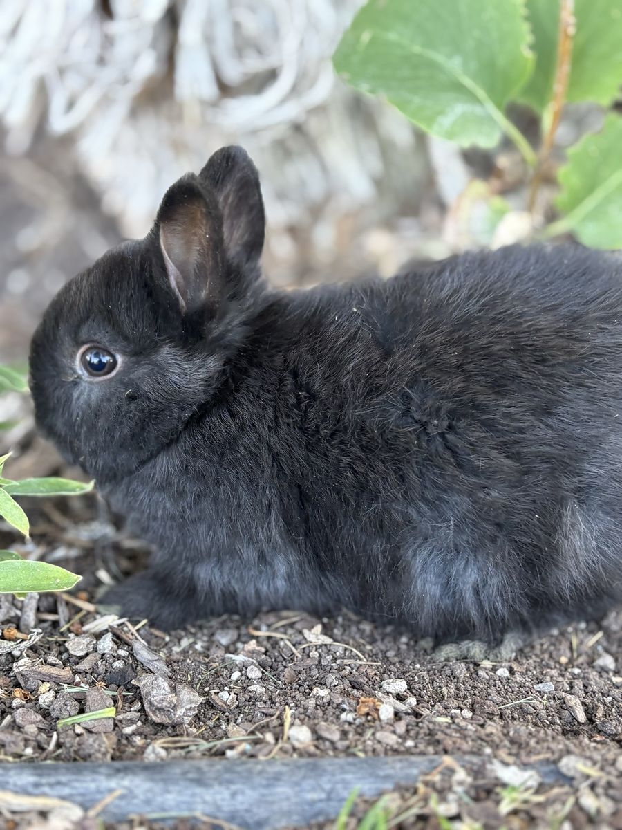 Adorable Netherland dwarf Baby boy - Ready for a Loving Home