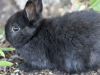 Adorable Netherland dwarf Baby boy - Ready for a Loving Home