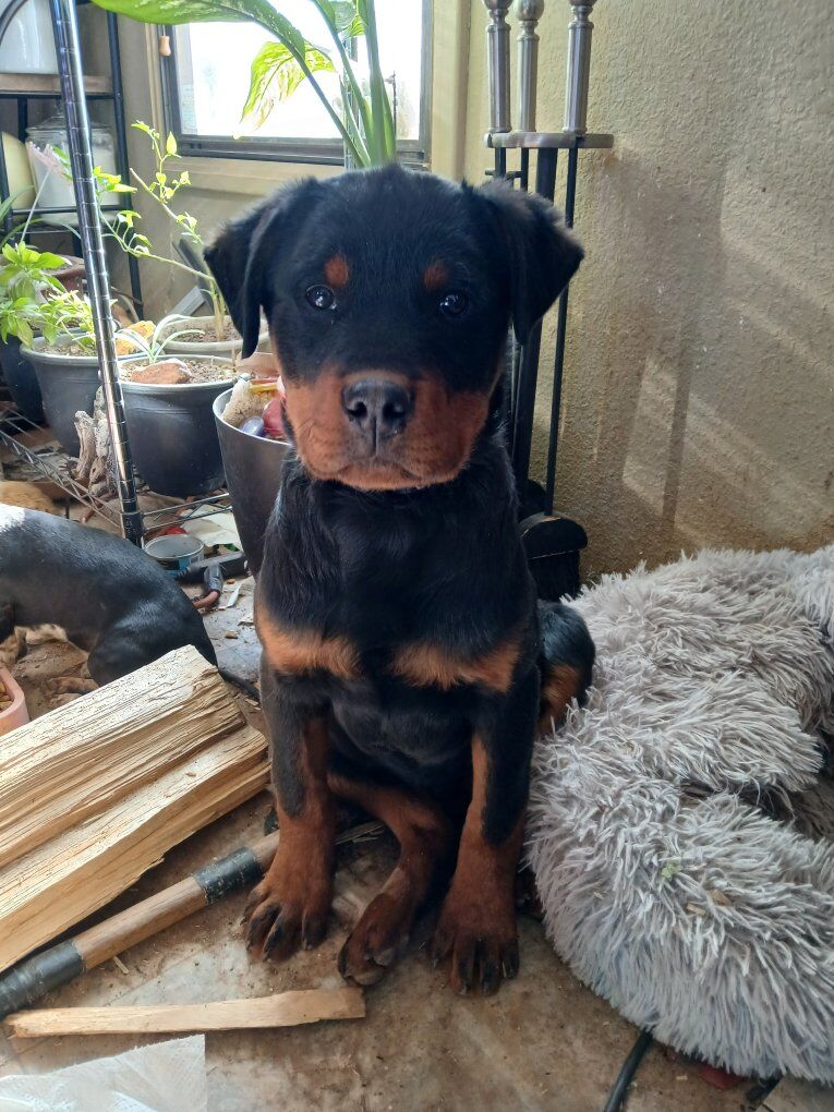 Rottweiler Puppy!! Only 1 Left!!