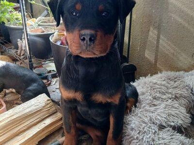 Rottweiler Puppy!! Only 1 Left!!