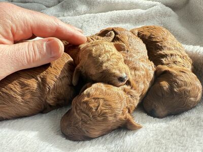 OFC/AKC Red Mini Poodle Puppies Deposit