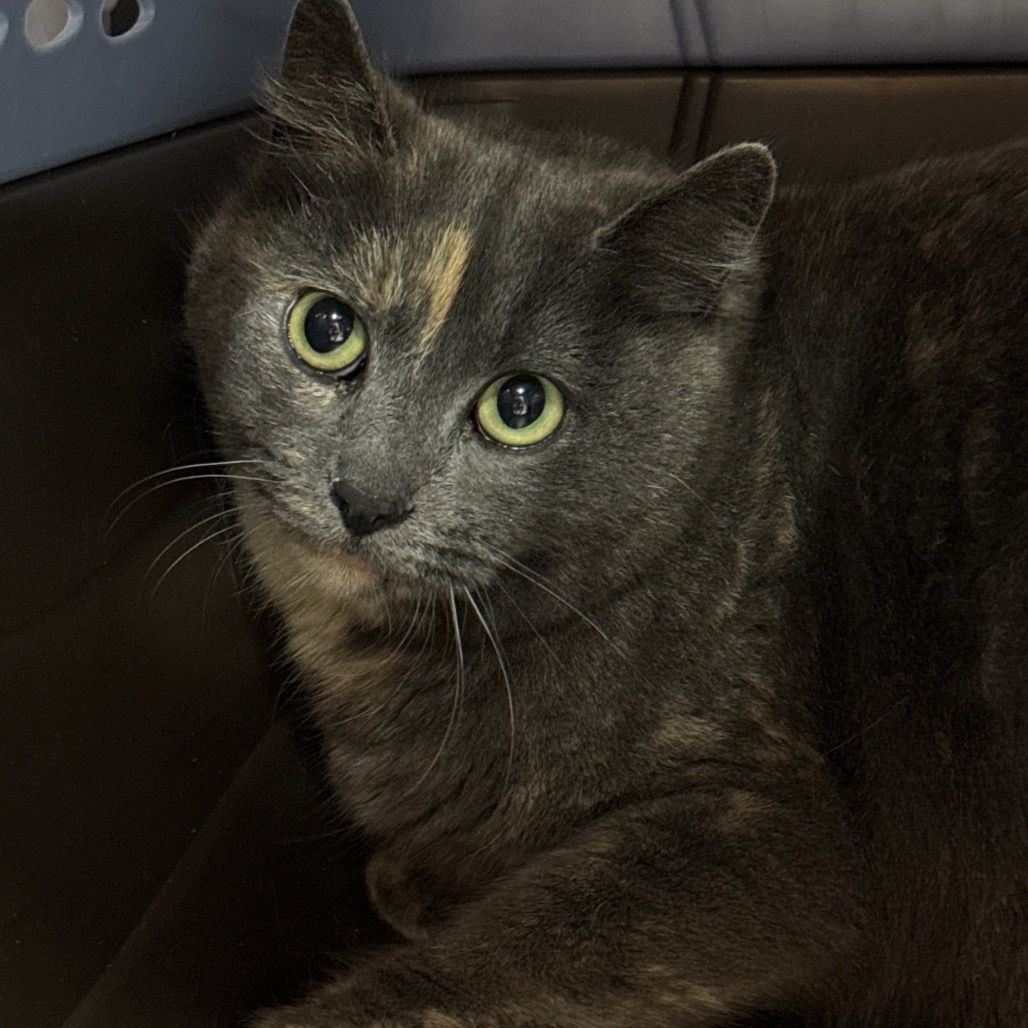 Hello my name is Paris