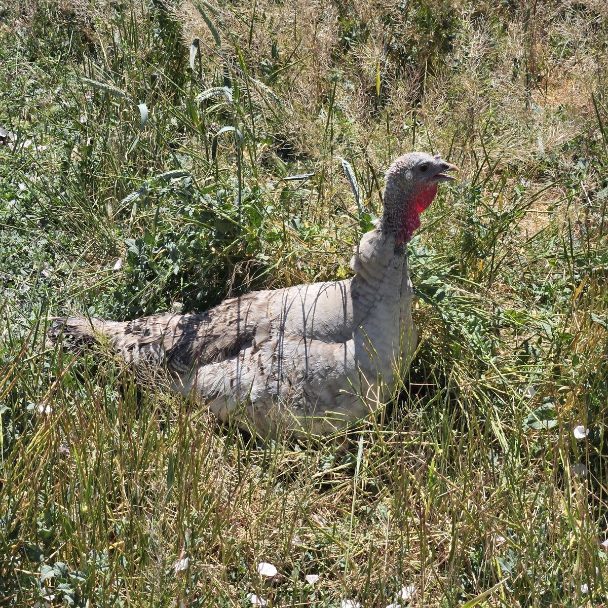Farm-Raised Heritage Turkey Flock 13 - 15 birds. Healthy, Active, and Ready for Your Homestead