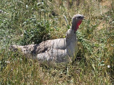 Farm-Raised Heritage Turkey Flock 13 - 15 birds. Healthy, Active, and Ready for Your Homestead