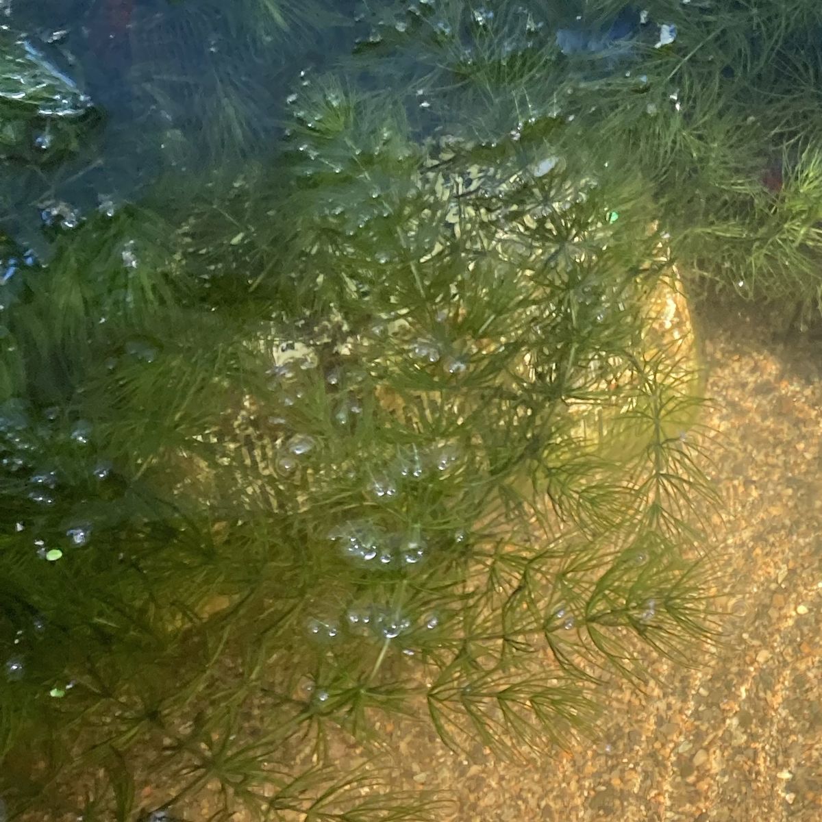 Hornwort Aquatic Plant