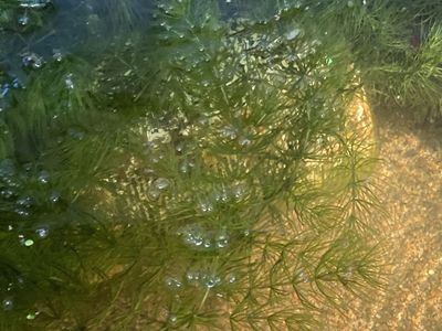 Hornwort Aquatic Plant