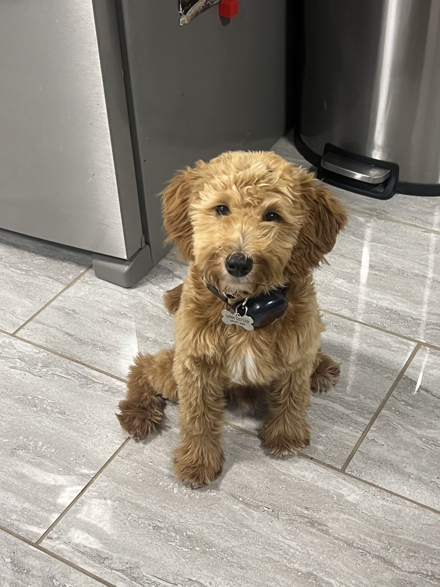 Male Mini Goldendoodle Puppy + all dog accessories
