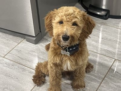 Male Mini Goldendoodle Puppy + all dog accessories