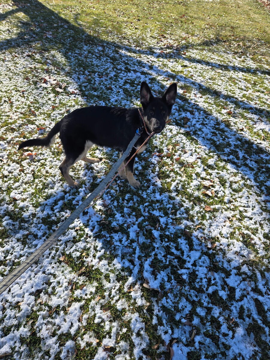 $600 – Female German Shepherd Puppy (6 months old)