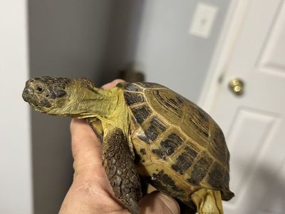 Russian Tortoise