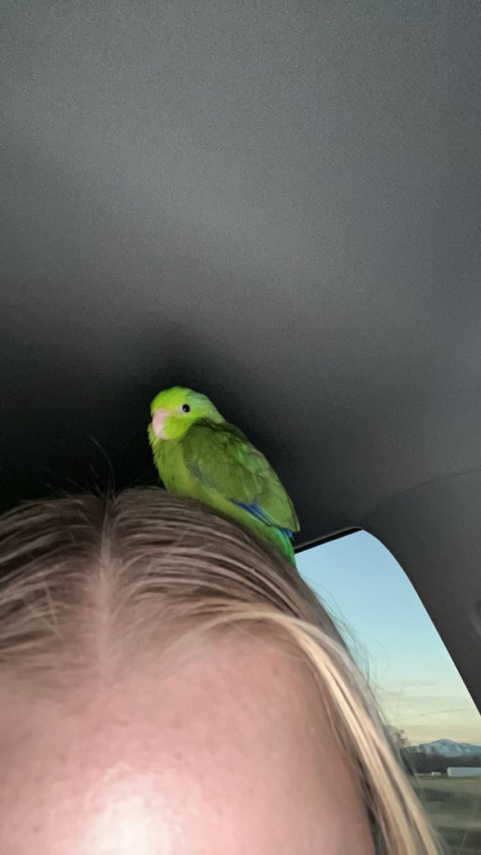 Parrotlet