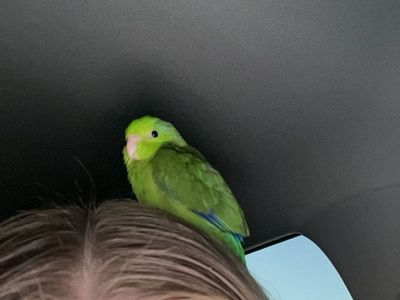 Parrotlet