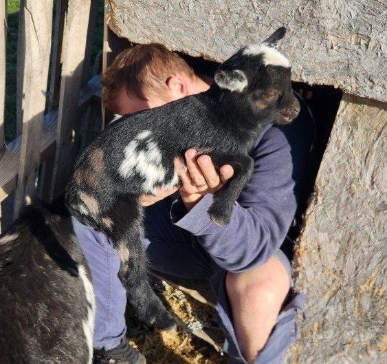 Nigerian dwarf doelings