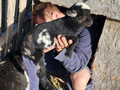 Nigerian dwarf doelings