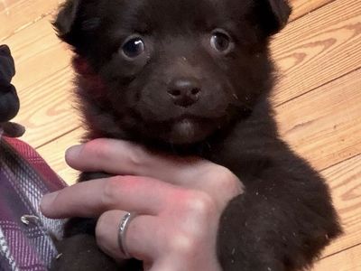 Australian Shepard puppy-one Left
