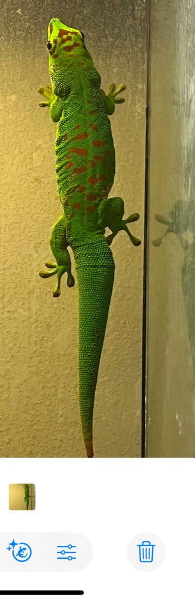 Female Proven Giant Day Gecko Adult