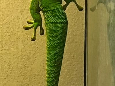 Female Proven Giant Day Gecko Adult