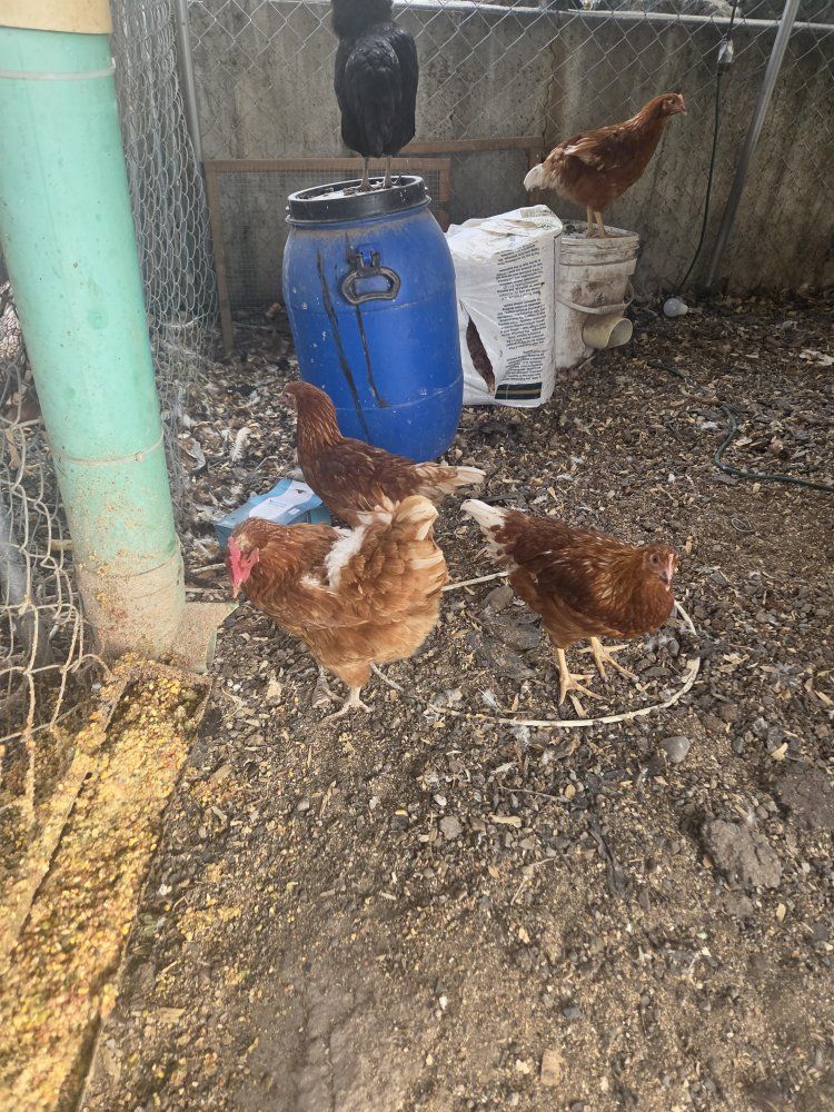 4 chickens, golden commet, ISA Brown, road island red, and a California white