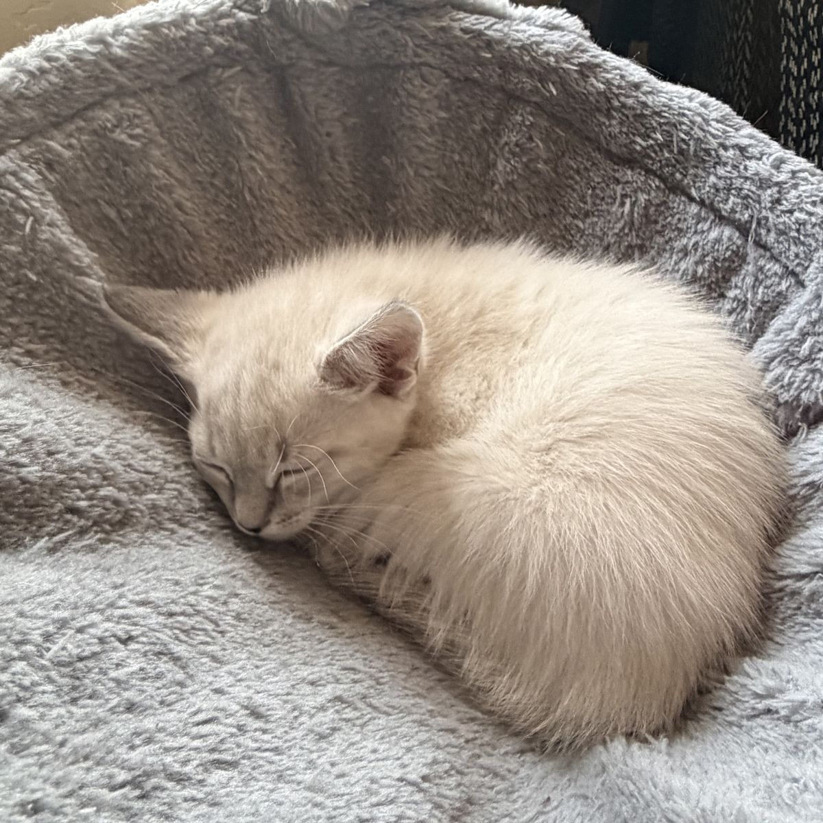 Main image 5
