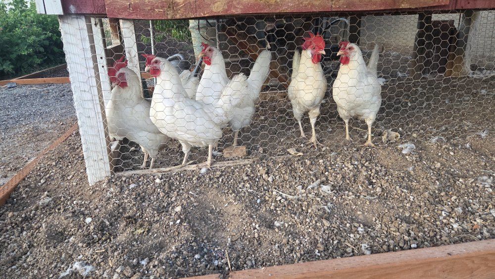 Laying Hens