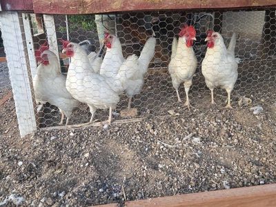 Laying Hens
