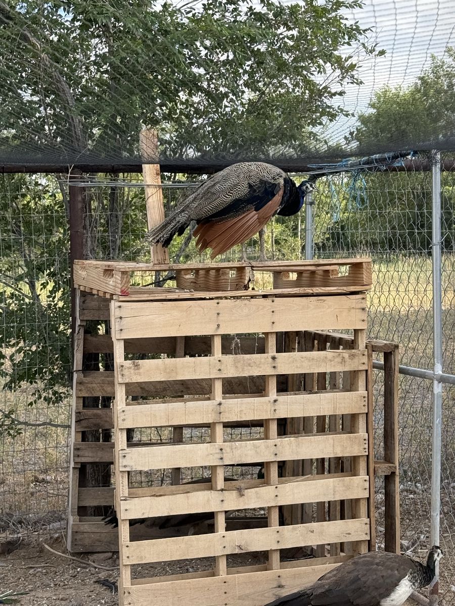 Peafowl Pair