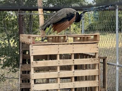 Peafowl Pair