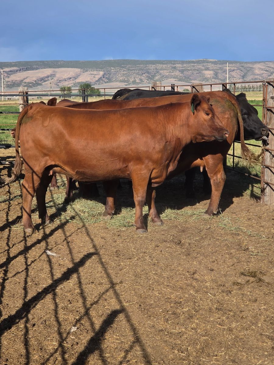 Bred Cows to Calve In 1-2 Months