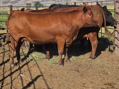 Bred Cows to Calve In 1-2 Months