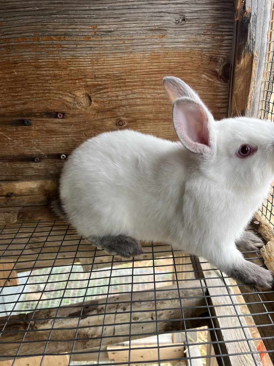 Californian/New Zealand rabbit