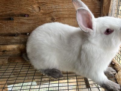 Californian/New Zealand rabbit