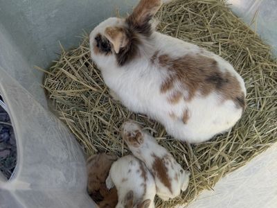 Adorable Baby Mixed Bunnies (rent to own)