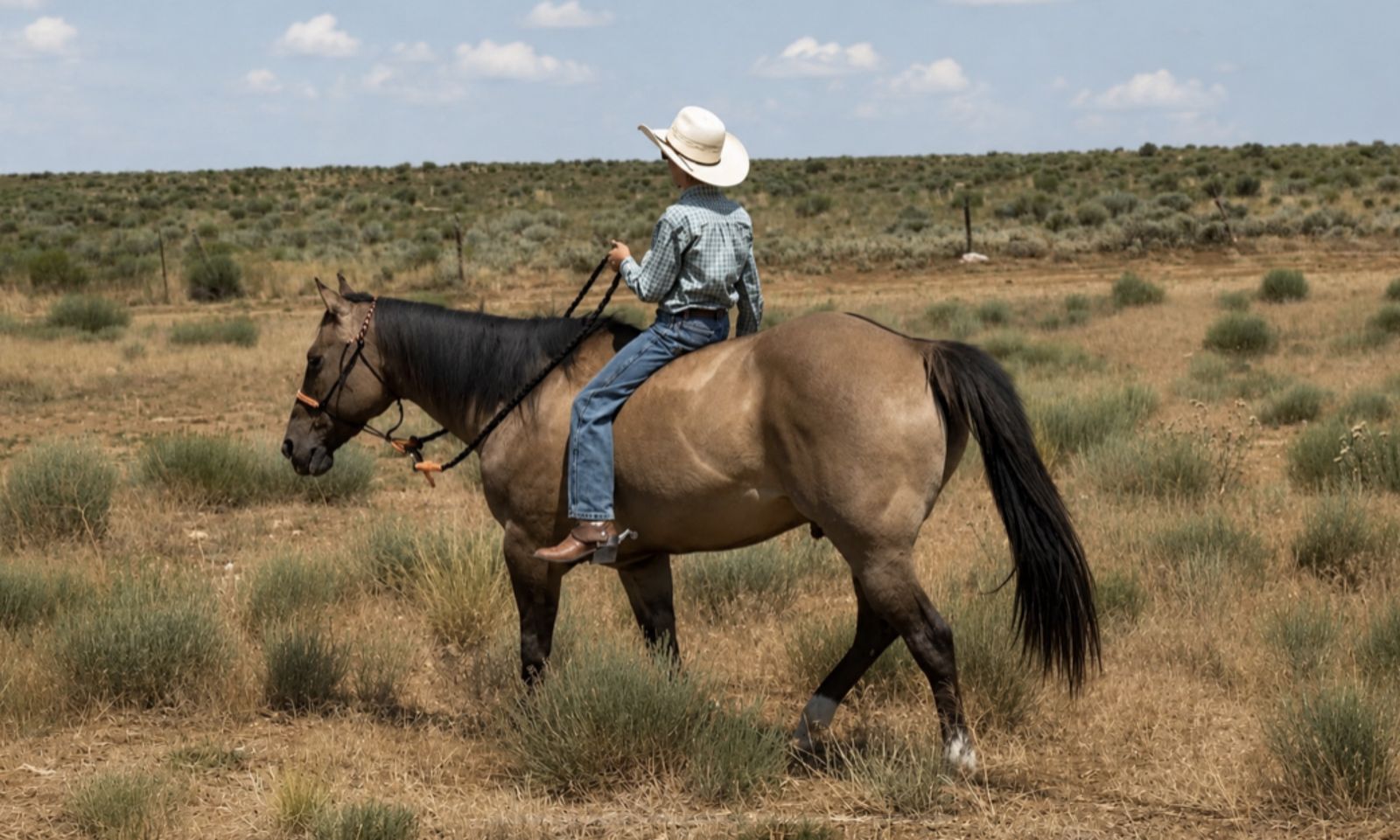 15 yr old Grade Grulla Gelding