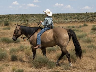 15 yr old Grade Grulla Gelding